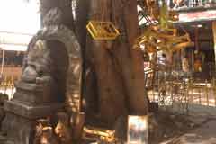 Arulmigu Mariamman Thirukoyil photo 7