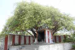 Arulmigu MiAdhjhi Sundareshwarar Thirukoyil photo 8