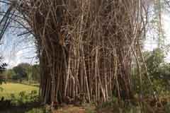Arulmigu Naghanadha Swamy Thirukoyil photo 7
