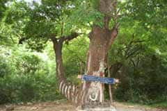 Arulmigu Vallimalai Murugan Thirukoyil photo 2
